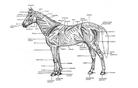 Massa Prendere Un Raffreddore Incontrare Misura Al Garrese Del Cavallo