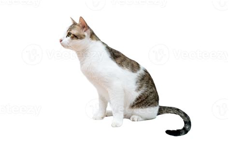 Black And White Cat Isolate On Transparent Background Png File 15098738 Png