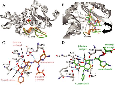 Molecular Representations Of The Michaelis Menten Complexes Of Download Scientific Diagram