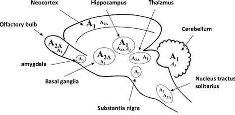 Figure 11 From Setting Gaba Levels Gaba Transporters Modulation By Adenosine Receptors