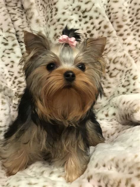 Radford Yorkshire Terriers Biewer Yorkie Yorkie Puppy