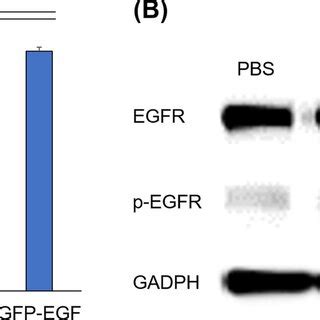 Biological Activity Of Gfp Egf Cell Viability A And The