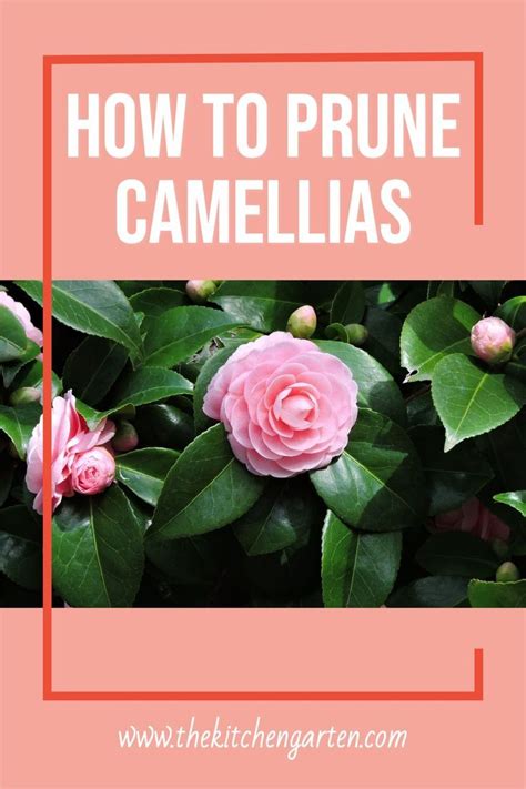 Learn How To Plant Camellias In A Few Steps Artofit