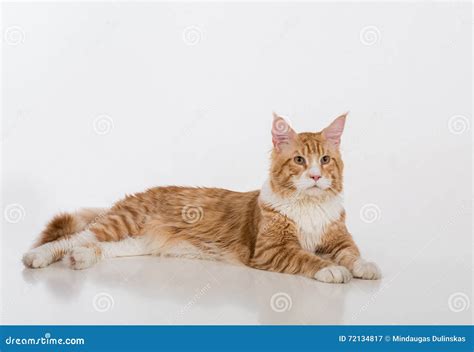 Curious Maine Coon Cat Sitting On The White Table With Reflection