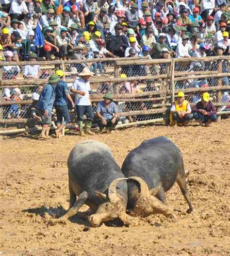 BUFFALO FIGHTING FESTIVAL IN CAM SON COMMUNE