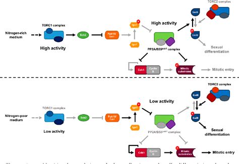 Figure 4 From Greatwall Endosulfine A Molecular Switch That Regulates