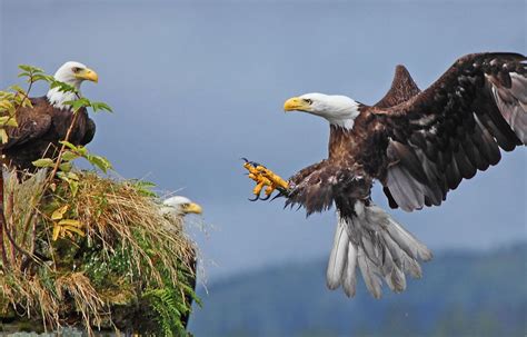 Baby bald eagle facts Idea | hostalelportalico