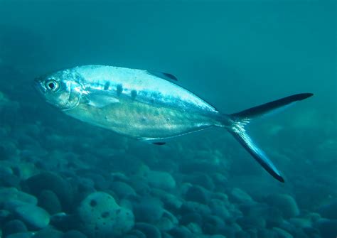 Palometa Trachinotus Ovatus Ficha De Pez