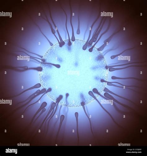 Human Egg At Fertilization Hi Res Stock Photography And Images Alamy