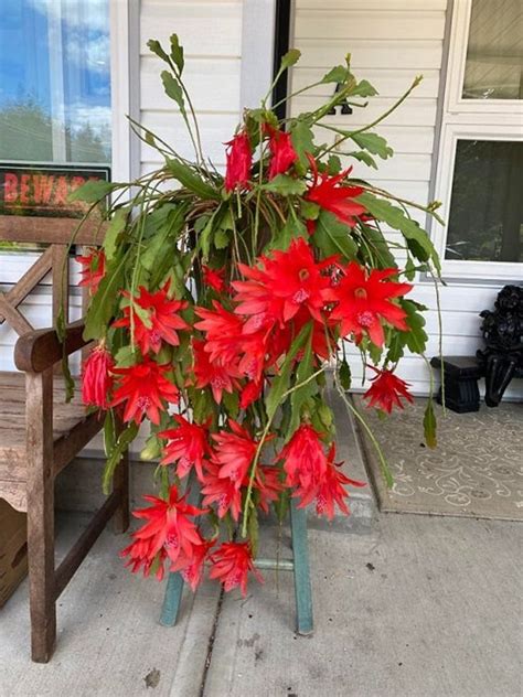 Epiphyllum Korallen Geisha Orchidee Kaktus F R Wundersch Ne