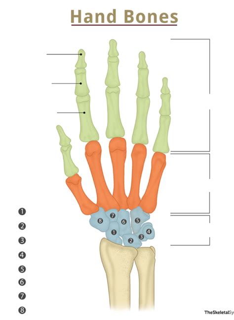 Carpals MetaCarpals Phalanges Diagram Quizlet