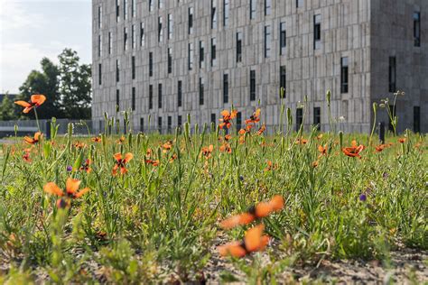 SLUB Dresden Blog Hier blüht etwas Das neue Gründach der