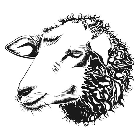 Sheep Line Art Illustration Free Stock Photo Public Domain Pictures