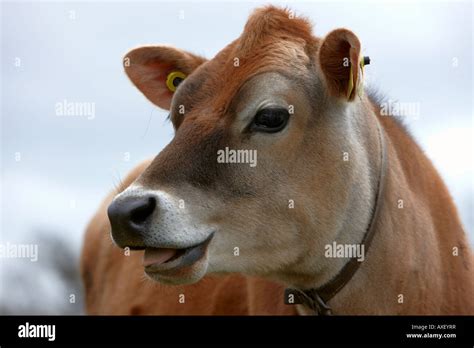 Jersey cow hi-res stock photography and images - Alamy