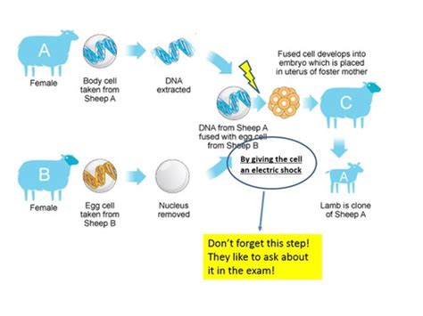 Selective Breeding Genetic Engineering And Cloning Flashcards Quizlet