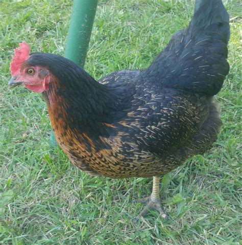 Australorp | Chickens, Rooster, Animals