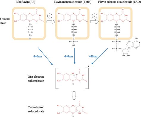 Frontiers Flavins Act As A Critical Liaison Between Metabolic