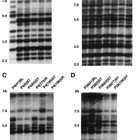 Examples Of The Southern Blot Hybridization Patterns Obtained With The