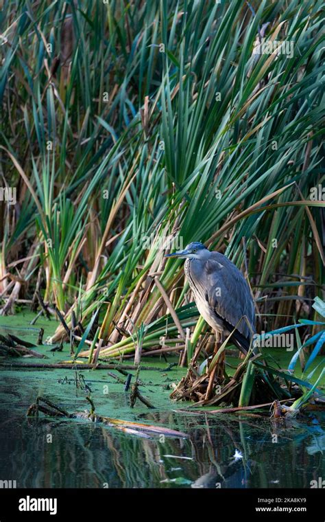 common wild birds Stock Photo - Alamy