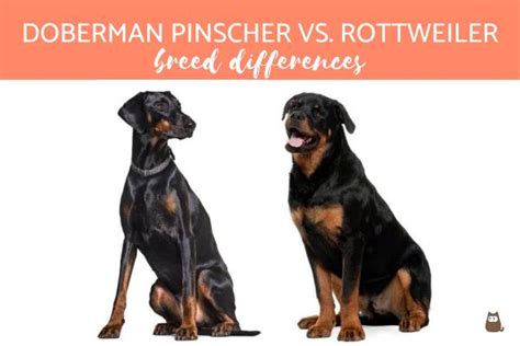 Doberman Vs Rottweiler Fight