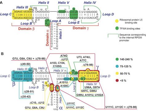 Human 5s Rrna Secondary Structure And Mutation Map A Human 5s Rrna