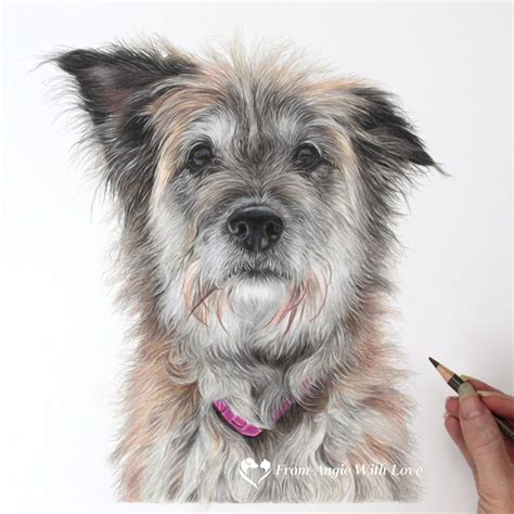 Dog Pencil Portraits Gallery - Commission Your Own Here