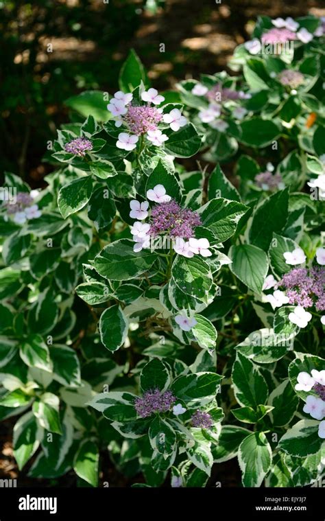 Hydrangea Macrophylla Mariesii Variegata Variegated Lacecap Purple