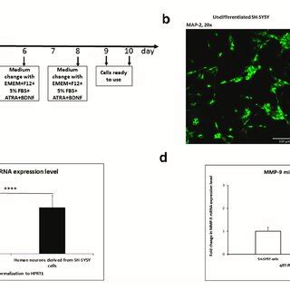 SH-SY5Y human neuroblastoma cell line differentiation into neurons. (a ...