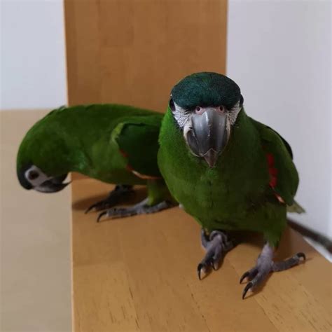 Hahns Macaws For Sale Terrys Parrot Farm