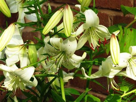 Лилия Sweet Surrender (Свит Саррендер)🌷 - купить луковицы и клубни в ...