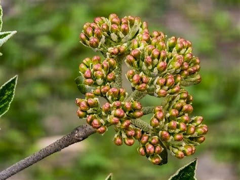 Premium Photo Flower Buds Of Leatherleaf Viburnum Viburnum