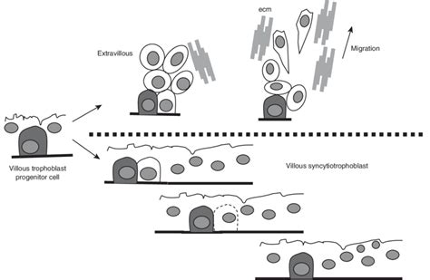 7 Trophoblast differentiation pathways: syncytiotrophoblast by cell ...