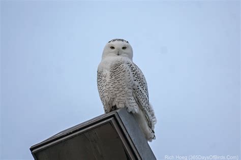 A Tale of Two Snowy Owls! | 365 Days of Birds