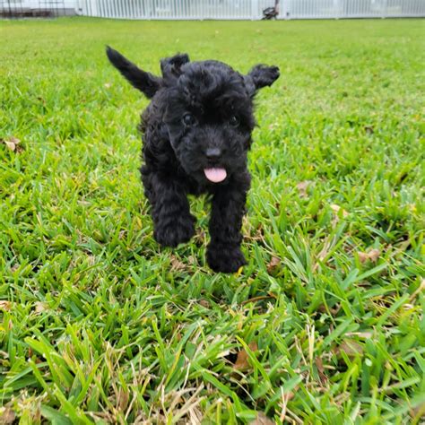 Sweetie Black Maltipoo Puppy Female Micheles Puppies And Paws