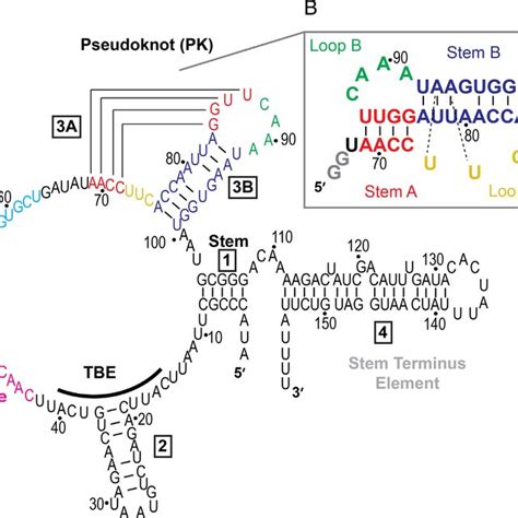 A Sequence And Predicted Secondary Structure Of Tetrahymena TER With