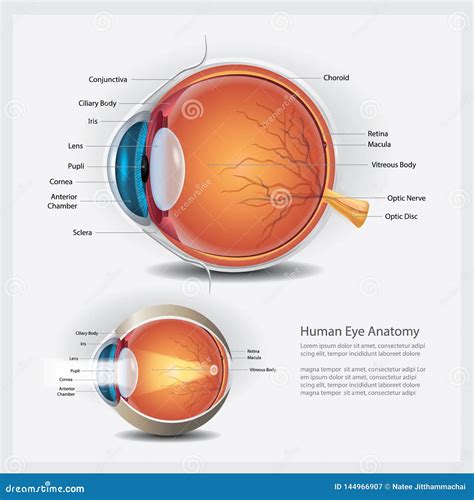 Ludzkiego Oka Normalna I Anatomii Obiektyw Ilustracja Wektor