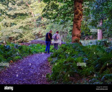 lily pond garden Stock Photo - Alamy