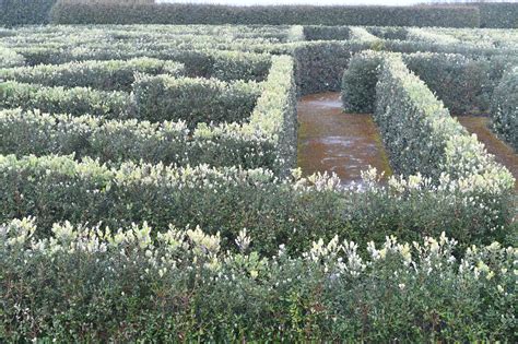 As Luce El Renovado Laberinto Del Monte De San Pedro En A Coru A La