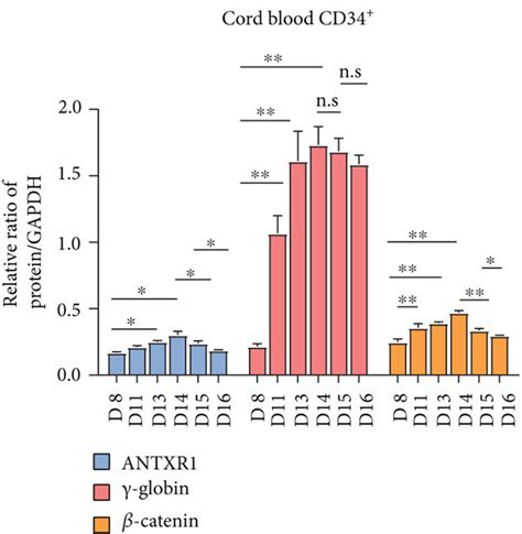 Expression of ANTXR1 γ globin and β catenin during erythroid