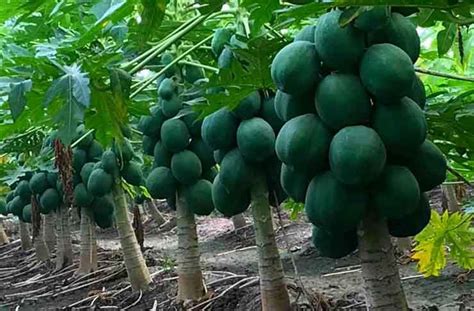 Papaya Cultivation Guide How To Start A Papaya Plantation In India