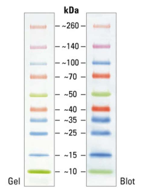 Thermo Scientific Spectra Multicolor Broad Range Protein Ladder Gel