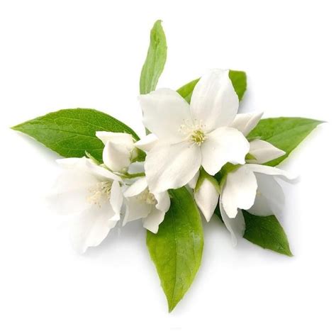 Jasmine Absolute Jasminum Grandiflorum Essential Oil