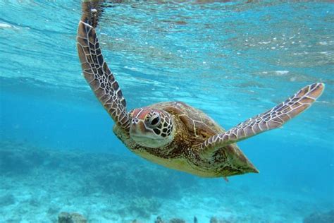 Turtle Hatching Season Turtle Breading Season