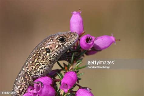 49 Sand Lizard Uk Stock Photos, High-Res Pictures, and Images - Getty ...