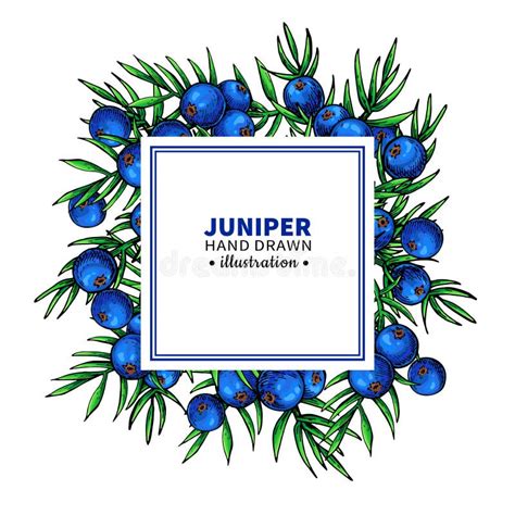 Juniper Tree Logo Stock Illustrations – 224 Juniper Tree Logo Stock ...