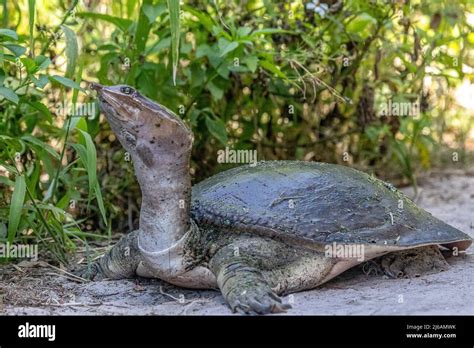 florida softshell turtle    spot  lay  eggs stock photo