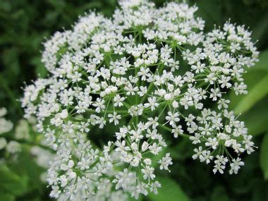 Ground Elder: Pictures, Flowers, Leaves & Identification | Aegopodium podagraria