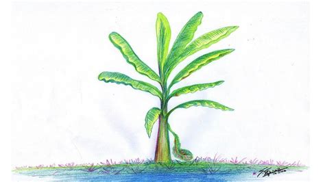 How To Draw A Banana Tree Easy Step By Step For Beginners Easy