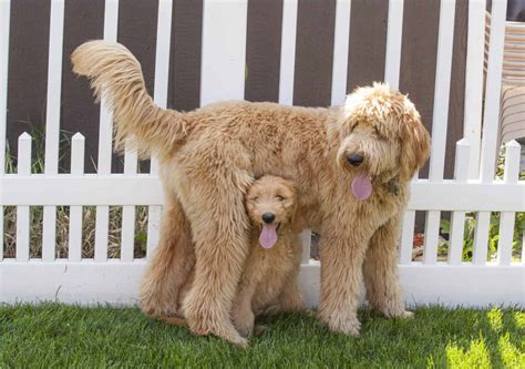 Goldendoodle Prices in 2024: Purchase Cost, Vet Bills, and More! - A-Z ...