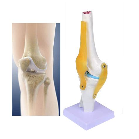 Buy Human Knee Joint Model Medical Anatomical Knee Joint With